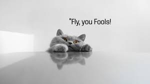 Funnies Quotes Funny Cat Wallpaper Funny Cats Funny Cat Pictures