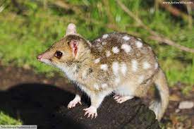 Australian Animals List With Pictures Facts Discover Australia S Wildlife