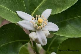 Image result for Rutaceae