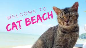 Cat Beach In Malaysia Youtube Cats Cats And Kittens Cat Care