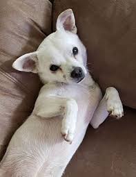 Orlando vets is a network of veterinarians and animal hospitals in orlando, fl. Orlando Fl Chihuahua Meet Tinkerbell 3m A Pet For Adoption Pet Adoption Chihuahua Pets