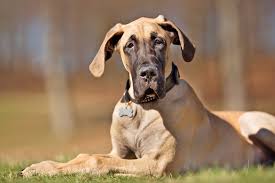 Fawn, brindle & black akc great danes. Great Dane Dog Breed Information Characteristics Daily Paws