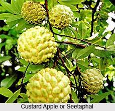Check spelling or type a new query. Custard Apple Farming Sitaphal Planting Care Agri Farming
