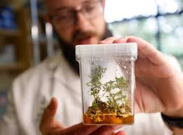 Can frozen DNA help species survive extinction? San Diego's Frozen Zoo,  conservationists partner to put biodiversity banking