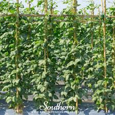 Image result for Vigna oblongifolia