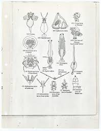 File Plankton Identification Chart Vema Cruise 27 Jpg