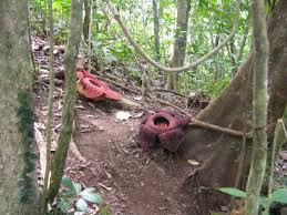 Though the titan arum's proportions are occasionally larger, that plant is technically an inflorescence. Rafflesia Arnoldii Corpse Flower Southeast Asia Photorator