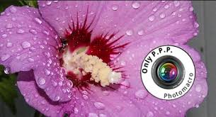 Image result for Hibiscus mastersianus