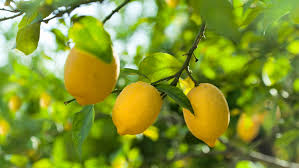 Ideal temperature for a citrus tree. Gardening Specific Care Required To Keep Citrus Trees Healthy