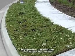 Image result for Myoporum