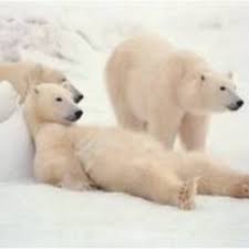 This list contains terrestrial members of the order carnivora. Top 10 Largest Land Carnivores Hubpages