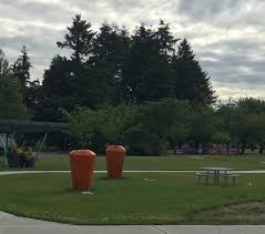 Shade trees for sale from canada's top seedling retailer. These Trees Look Like Giant Carrots Mildlyinteresting