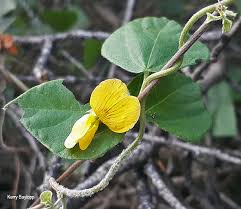 Image result for Rhynchosia caribaea