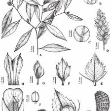 Image result for Afroqueta