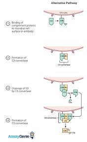 Image result for Complement Pathway