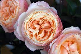 Princess Aiko Beloved Is From Our Princess Japanese Garden Rose Collection And Is Grown Exclusively By Alexandra Farms Princess Garden Rose Growing Roses