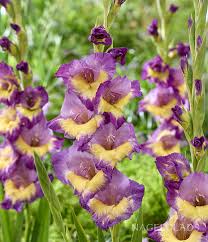 Image result for Gladiolus decoratus