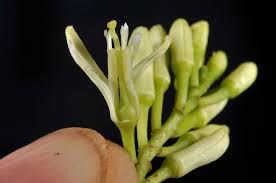 Image result for Olacaceae