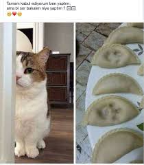 Sevgi Solak Adli Kullanicinin Gulumse Panosundaki Pin Komik Bebekler Komik Hayvan Fotograflari Ve Kedi Esprileri