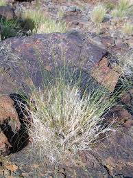 Image result for Stipagrostis uniplumis