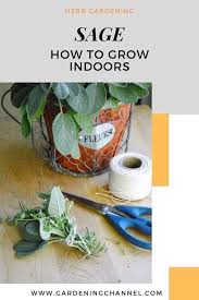 Very useful when making soups and stews, growing sage indoors is both convenient and delightful. How To Grow Sage Indoors Gardening Channel