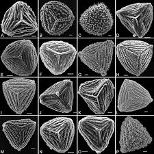 Image result for Anemia schimperiana