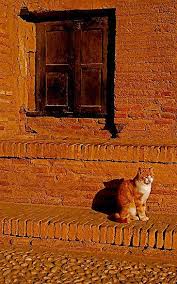 Trem Das Cores Camo Cat By Pictureit Cats Cats And Kittens Crazy Cats