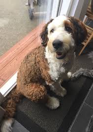 Sadie Standard Bernedoodle Puppy 10 Months 80 Lbs Swiss Ridge Bernedoodle Puppy Bernedoodle Dog Lovers