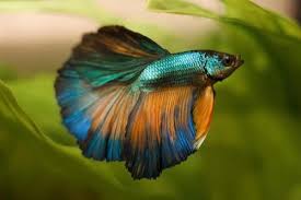 08.01.2012 · rainbow fish, like bettas, don't have huge mouths, so i don't believe they could accidentally eat a betta. Multicolor Tumblr Pet Fish Beta Fish Betta Fish
