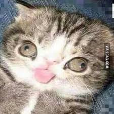 Millions of animals roam the earth, and a number of them are yet to be discovered or documented. Cat With Down Syndrome 9gag