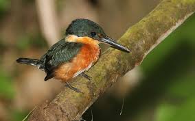 Kinderweltreise Ç€ Ecuador Tiere Pflanzen