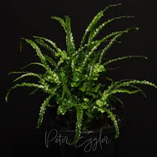 Image result for Bolbitis gemmifera