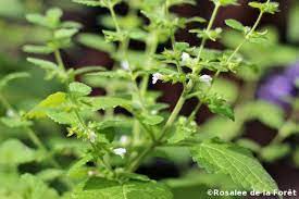It's a great plant to add to herbal steams to clear up congestion and relaxing. The Lemon Balm Plant