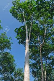 Image result for Hevea