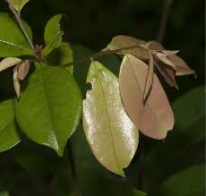 Image result for Diospyros ferrea