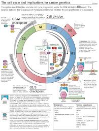 Introduction To Neoplasia Mcmaster Pathophysiology Review Cancer Genetics Cell Cycle Cell Biology