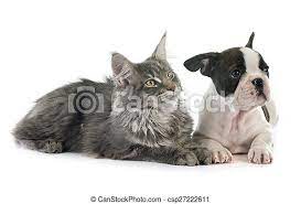 It's also free to list your available puppies and litters on our site. Puppy French Bulldog And Cat Puppy French Bulldog And Maine Coon Cat In Front Of White Background Canstock