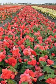 Begonienfeld Ruffled Pink In 2020 Pflanzen Gartenboden Begonien