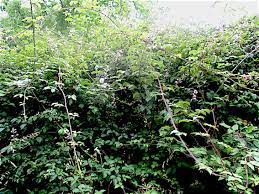 We did not find results for: How To Get Rid Of Brambles In The Garden Oh Gardening