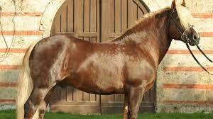 5 Small Varieties Of Draft Horses Horsetv Live
