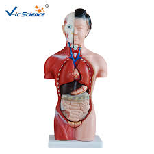 Us 40 0 Hot Sale 42cm Medical Anatomical Human Body Organs Model 15 Parts Teaching For Students In Medical Science From Office School Supplies On