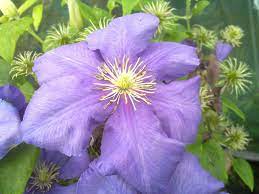 Check spelling or type a new query. Clematis General Sikorski Taylors Clematis