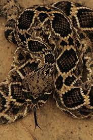 Eastern Diamondback Rattlesnake Beautiful Snakes Rattlesnake Snake Symbolism