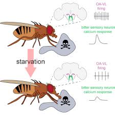 One of them is this: Starvation Induced Depotentiation Of Bitter Taste In Drosophila Sciencedirect