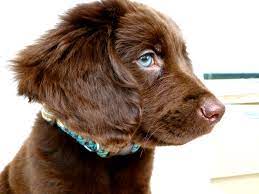 Their high intelligence ensures that they get bored with tasks easily. My Bogey Chocolate Lab Golden Retriever Australian Shepard Mix Luv Him Labrador Retriever Puppies Australian Shepherd Working Dogs