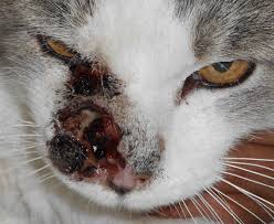 Oral squamous cell carcinoma is cancer of the lining of the oral cavity, including the gingiva (gums) administering medications is difficult because affected cats are sensitive around their mouths and. Squamous Cell Carcinoma Mar Vista Animal Medical Center