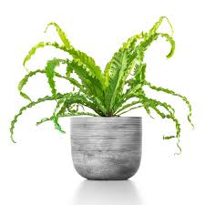 Bird Of Paradise Plant For Sale Home Depot National Plant Network 2 5 Qt Victoria Birds Nest Fern Aspeinium Plant In Grower Pot Hd7222 The Home Depot In 2020 Bird Nest Fern Plants Indoor Plants For Bathroom