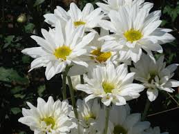 Image result for Chrysanthellum indicum