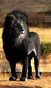 Black Lion Absolutely Stunning But Scary As Shit Its Bad Enough To Have A Lion Stalk You But To Have One That Majestic Animals Animals Wild Rare Animals