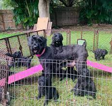 Past schnoodle puppies from feathers and fleece farm have went on to do a number of jobs such as assisting brain injury clients, retrieving. Giant Schnoodles For Sale Melbourne Florida Brevard Doodles